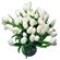 white tulips. Russia