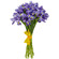 Irises. Finland