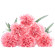 Pink Carnations. India